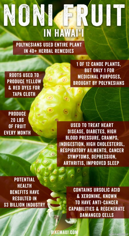 noni-fruit-infographic